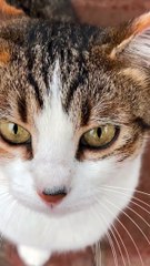 Diagnosing bone fractures in cats #pets_birds