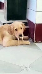 Lovely Dog  cute chick 