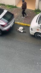 Trio of Cats Scurry Away After Getting Caught Fooling Around