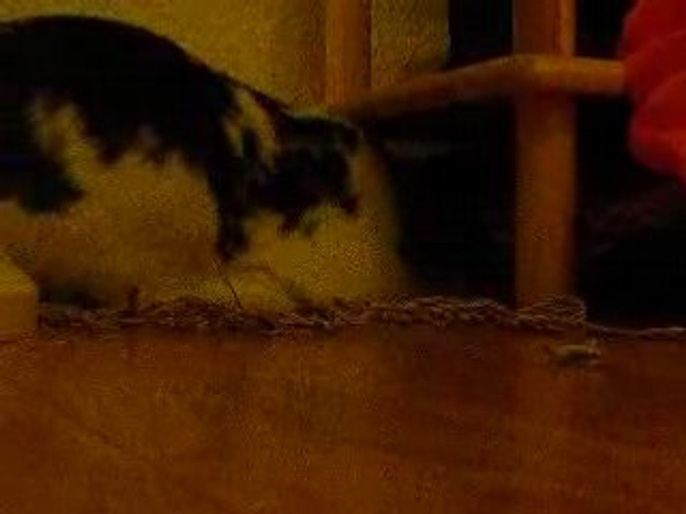 Obi et ses tapis 3