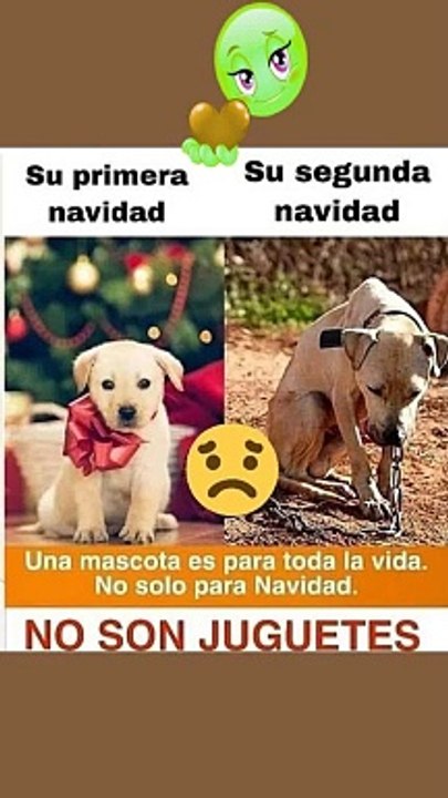 La historia * de dos perritos: De la calle a un hogar en Navidad.