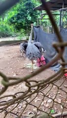 Ostrich Lays an Egg Which Promptly Breaks