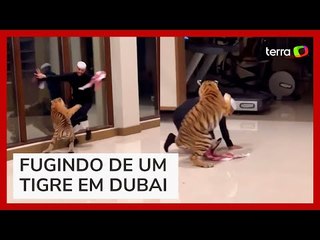 Homem tenta fugir de tigre em mansão em Dubai e cena gera revolta na web