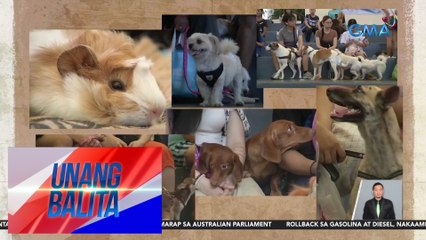 Mga alagang hayop, ibinida sa pet caravan | UB