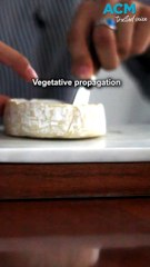 'Camembert crisis': experts warn soft cheeses may be on the brink of extinction