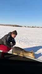 Petting a Wild Deer Goes Poorly