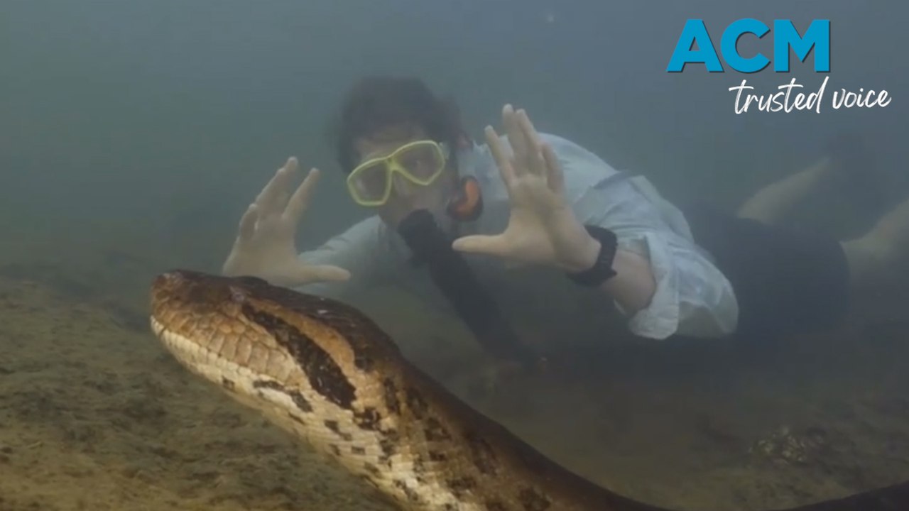 A giant species of anaconda discovered in the Amazon