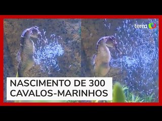 Equipe de aquário consegue registar um cavalo-marinho dando à luz em SC