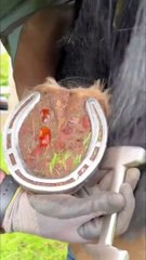 Cleaning and disinfecting the horse's feet from impurities and bacteria 2024