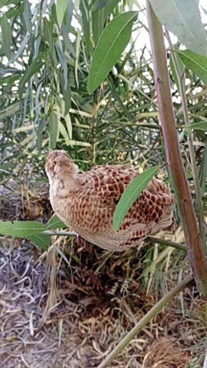 teetar on tree