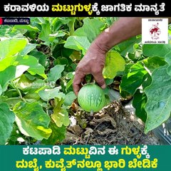 "ಜಾಗತಿಕ ಮಾನ್ಯತೆ ಪಡೆದ ಕರಾವಳಿಯ ಮಟ್ಟುಗುಳ್ಳ" | Mattu gulla | Udupi | VB Vlogs