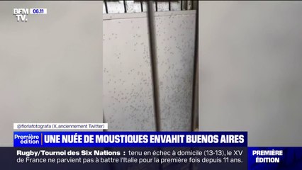 Une invasion de moustiques envahit Buenos Aires et inquiète les habitants