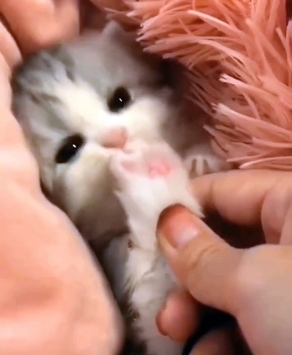 Cats Funny