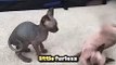 Cuteness Overload! Playful Sphynx Kittens Will Melt Your Heart | BOI