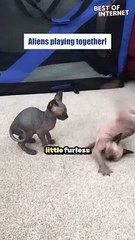 Cuteness Overload! Playful Sphynx Kittens Will Melt Your Heart | BOI