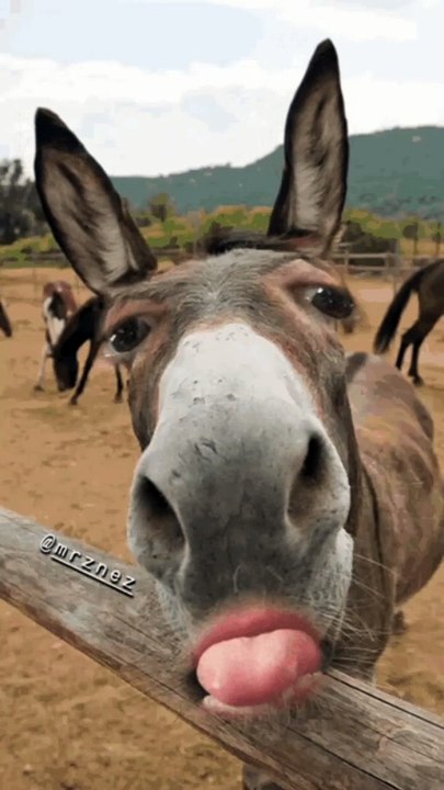 funny donkey laughing