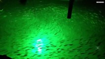 Best Underwater Fishing Lights For 2024 | Top 5 Underwater Led Fishing Light Review