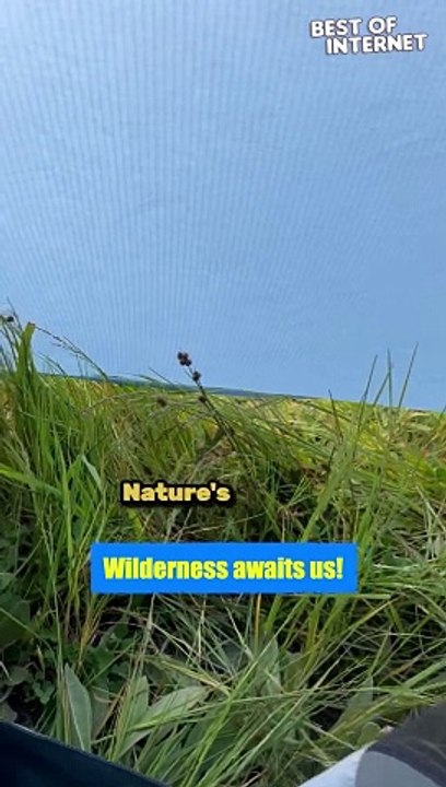 Unexpected Roommate | Hilarious Elk Encounter at Tent Door!