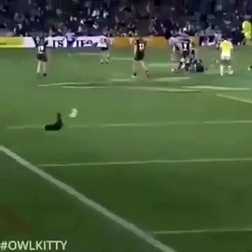 Unbelievable football cat invading a pitch and scoring a goal
