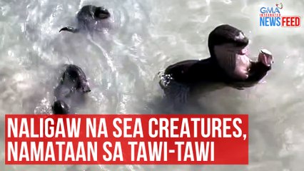 Скачать видео: Naligaw na sea creatures, namataan sa Tawi-Tawi | GMA Integrated Newsfeed