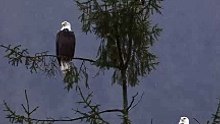 Black eagle -Kara kartal