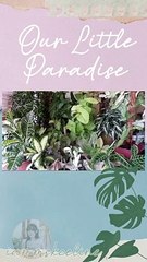 Our Little Paradise 