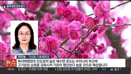빨라진 봄꽃 시계…올해도 벚꽃 일찍 핀다
