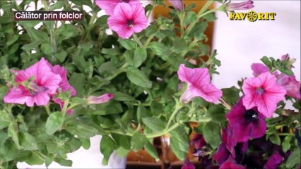 Elena Platica - Am o floare si-un boboc (Calator prin folclor - Favorit TV - 18.02.2024)