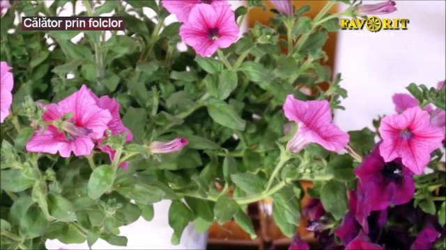 Georgeta Nichifor - Am un bade care-mi place (Calator prin folclor - Favorit TV - 18.02.2024)