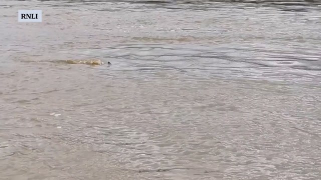 RNLI volunteers greeted by dolphins on return from tasking on River Thames