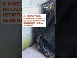 Morcego gigante assusta jovem ao tentar entrar em casa durante tempestade na Austrália