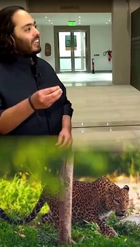 जीव दया और प्रेम से बड़ा कोई पुण्य नहीं #AnantAmbani #mukeshambani #NitaAmbani #reliance #zoo #jamnagar #Vantara #ANANTAMBANI4ANIMALS #animallovers #hindu #reliancefoundation