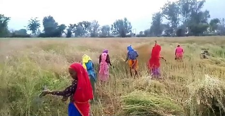 काले बादल बन रहे फसलों के लिए काल, कृषक कटाई में जुटे, देखे वीडियो
