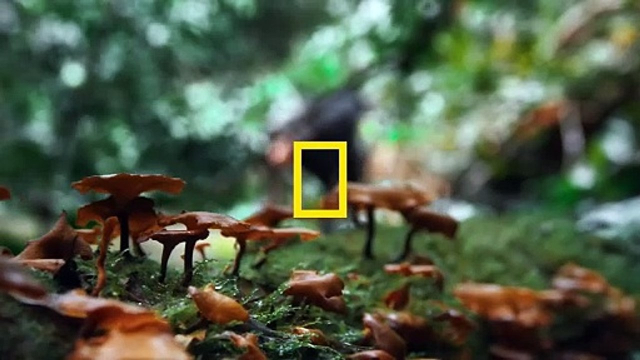 Queens – Königinnen des Tierreichs Trailer OV