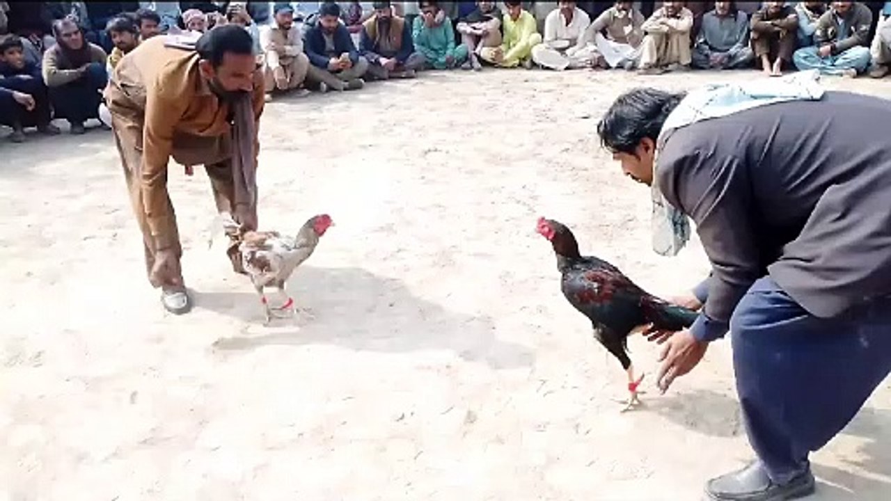 Jawa murga aseel