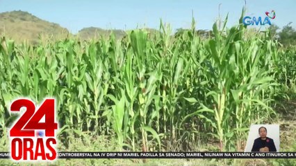 Ilang magsasaka ng mais, umaaray sa bansot na bunga dahil sa kulang na tubig; DA-Region2, planong magsagawa ng cloud seeding | 24 Oras