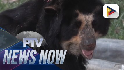 Lima Zoo animals treated to frozen fruit delights to beat the heat