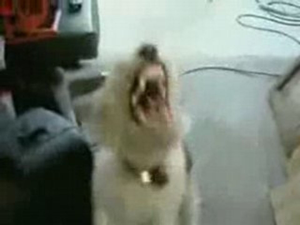 Chien-metal
