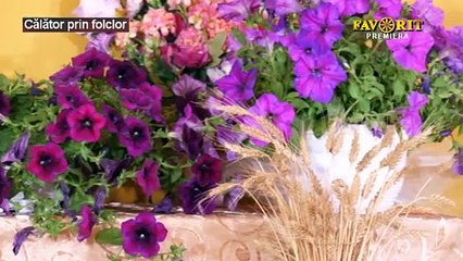 Georgeta Nichifor - Boboc aprins de leandru (Calator prin folclor - Favorit TV - 25.02.2024)