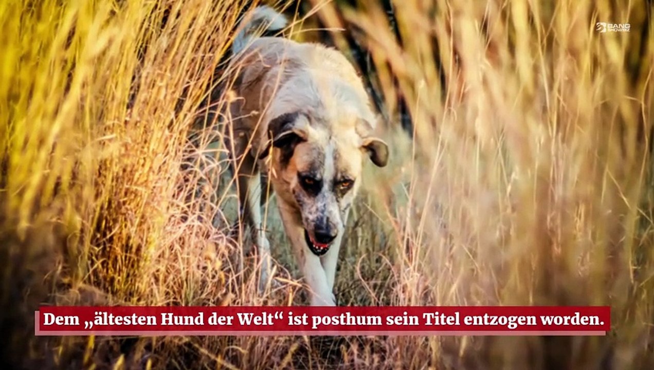 Bobi, dem ältesten Hund der Welt, ist sein Titel aberkannt worden
