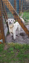 Watch: Adventurous dogs at rescue charity can dig for days