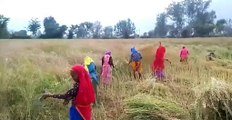 Dark clouds are forming for crops, harvesting wages have crossed 300 to 400..watch video