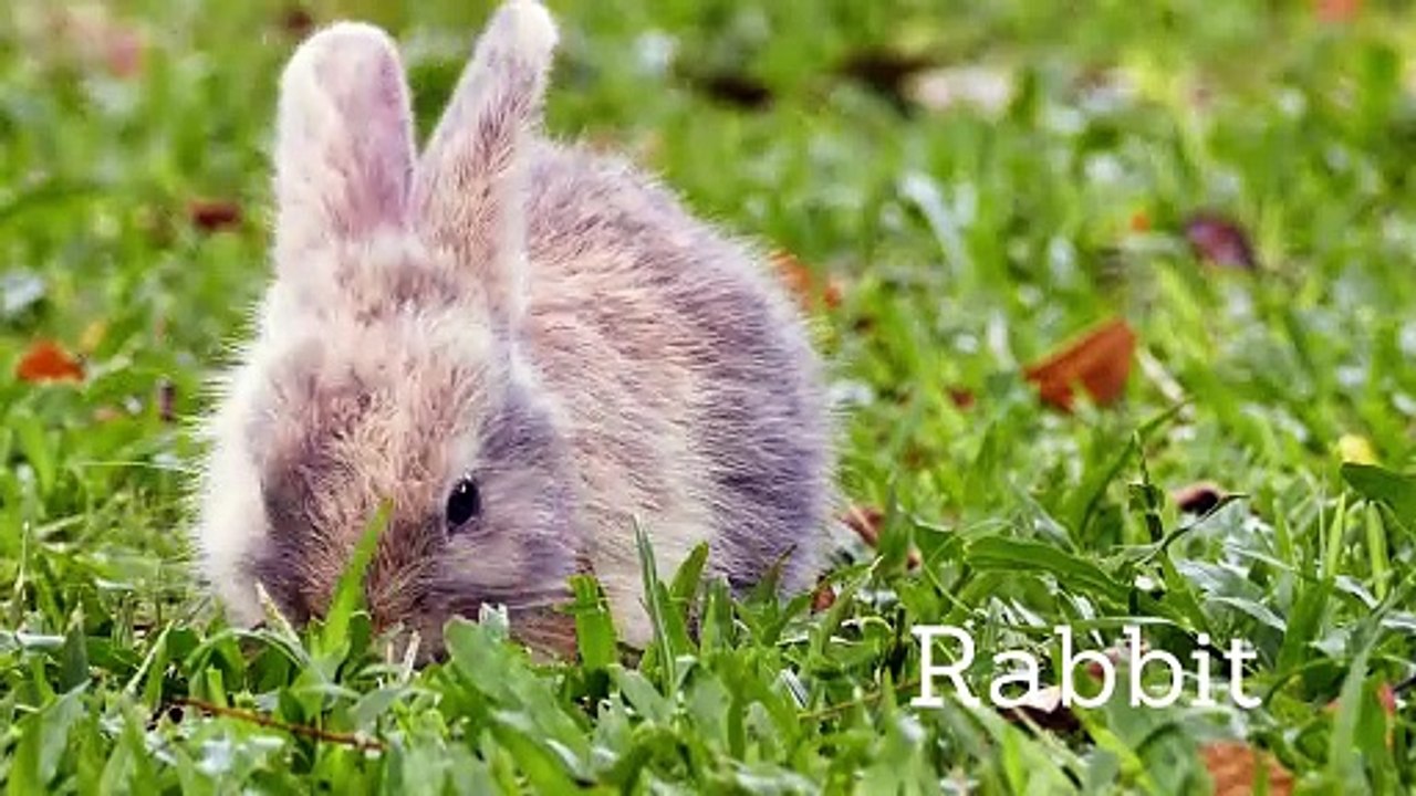 Animal for toddlers - animal learning videos for toddlers videos -Animal cartoons teach kids