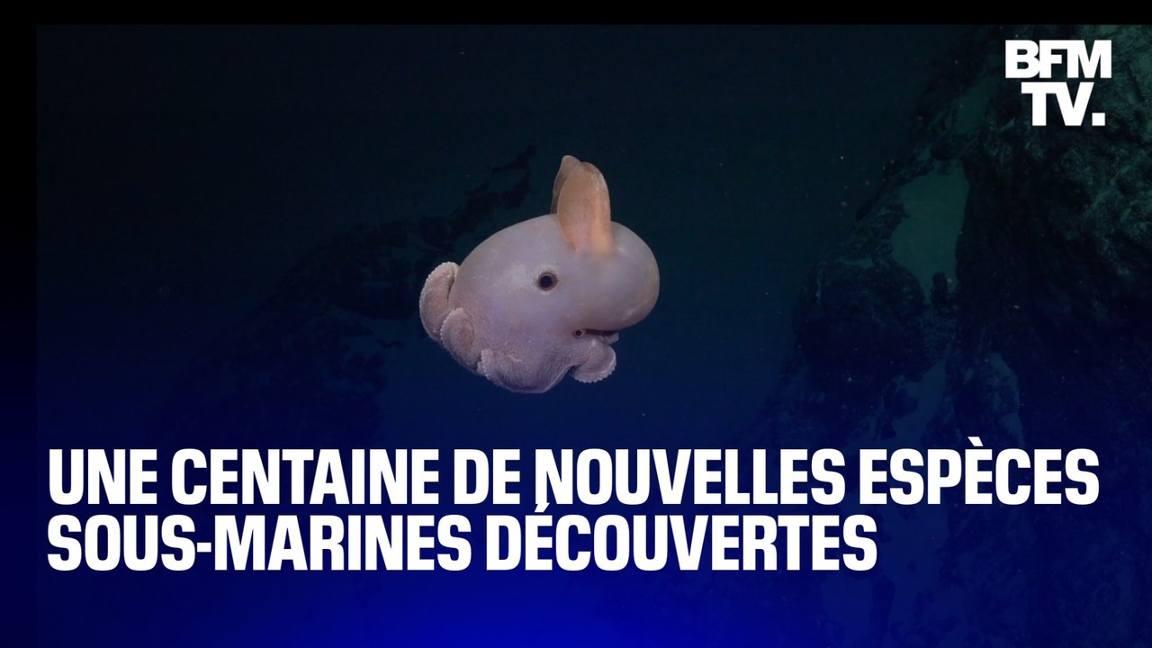 Une centaine d'espèces sous-marines ont été découvertes par des scientifiques