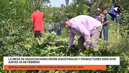Esta semana continúan las negociaciones para definir una actualización en la grilla de precios de la yerba mate