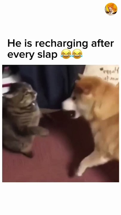cat and dog cute fight| cutest cat and dog