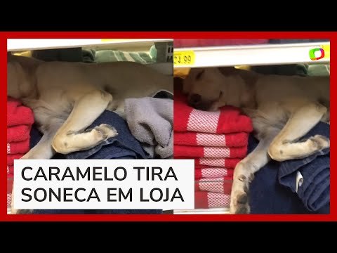 Vira-lata caramelo é flagrado dormindo em prateleira de toalhas