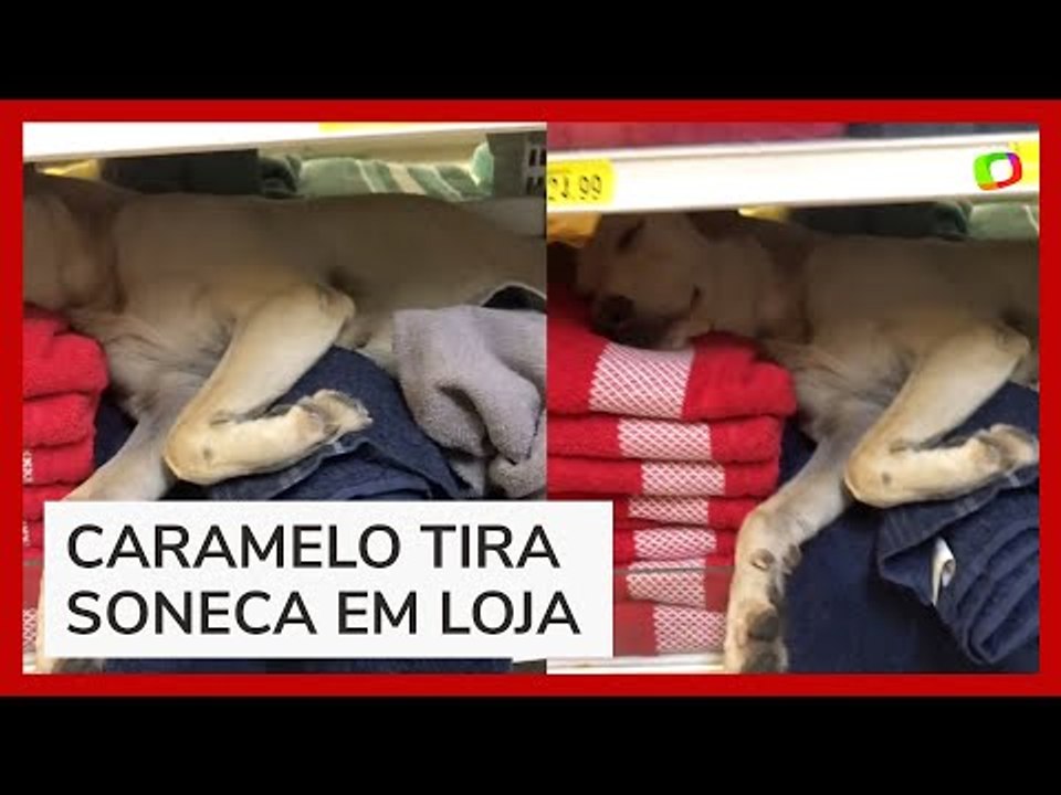 Vira-lata caramelo é flagrado dormindo em prateleira de toalhas