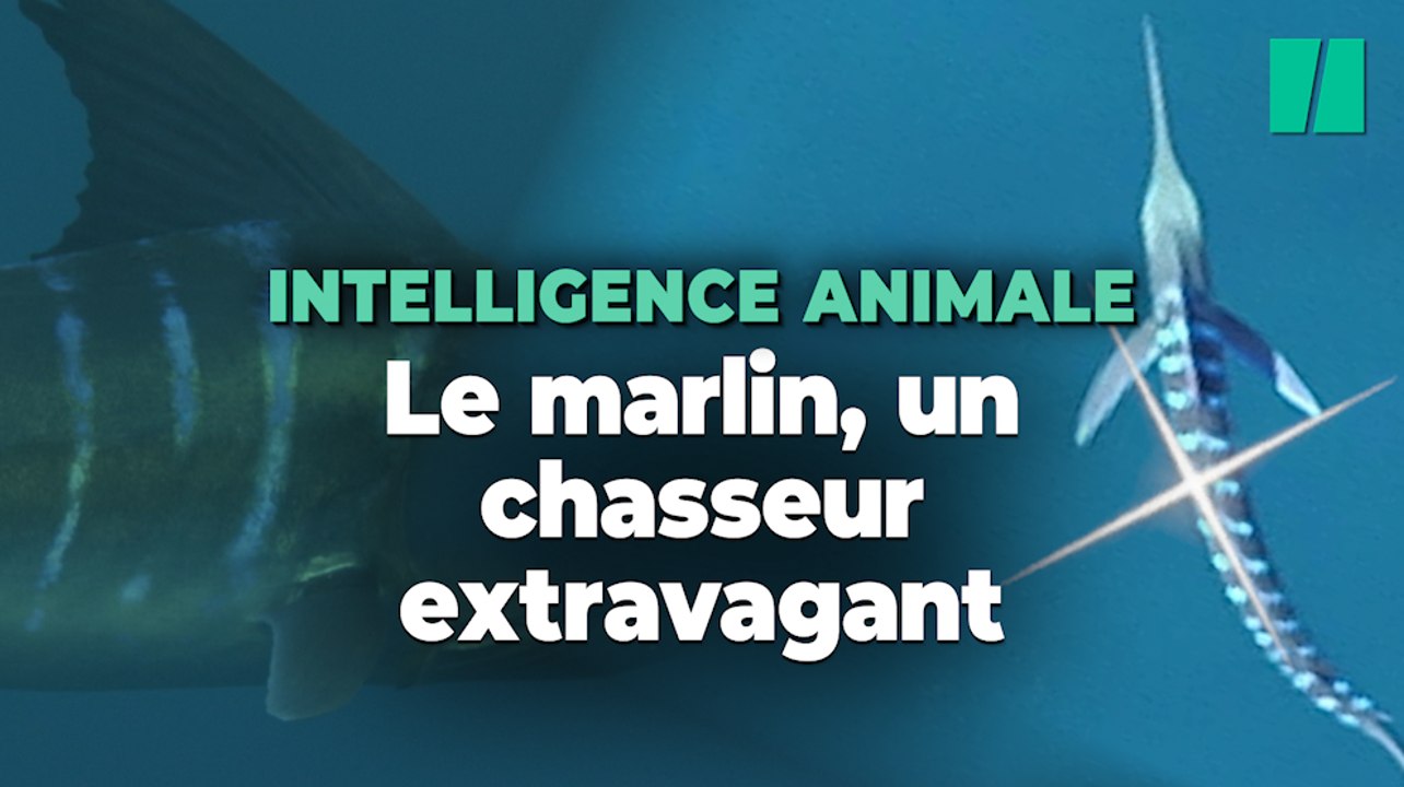 Ces poissons changent de couleur pour chasser et c’est fascinant