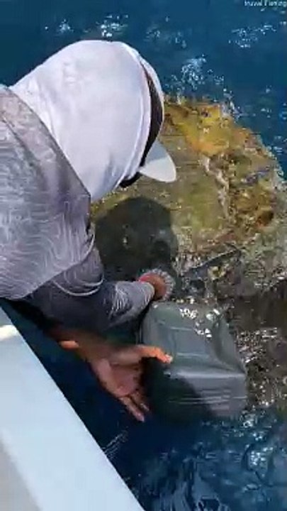Fishermen Help Tangled Sea Turtle